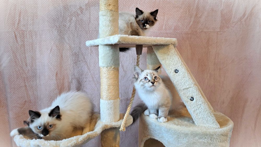 Kocurek Neva Masquerade – żółta obróżka, Nacho