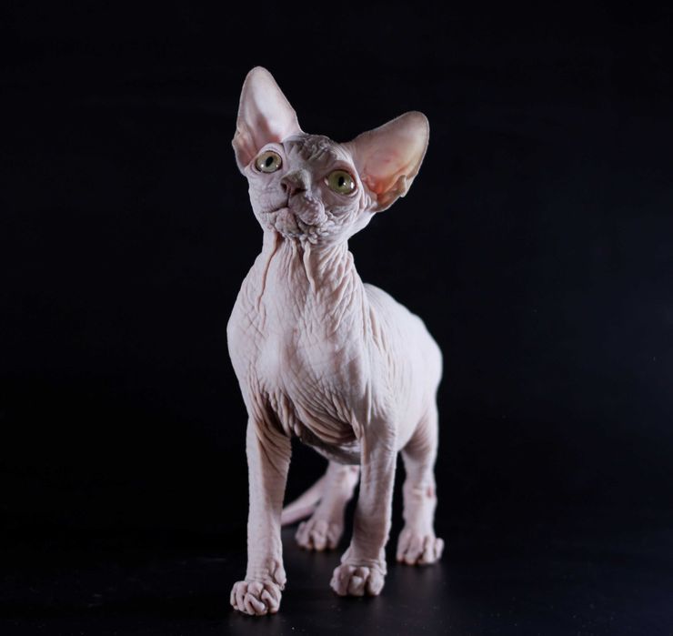 Самая нежная девочка на свете.