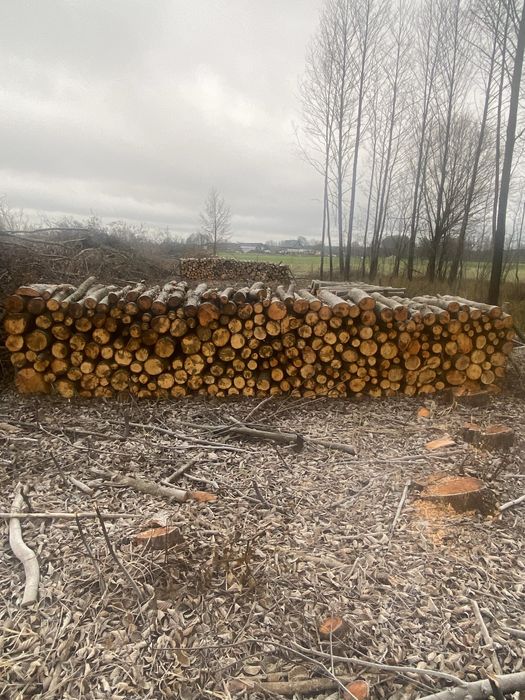 Drzewo Olszyna 100 m