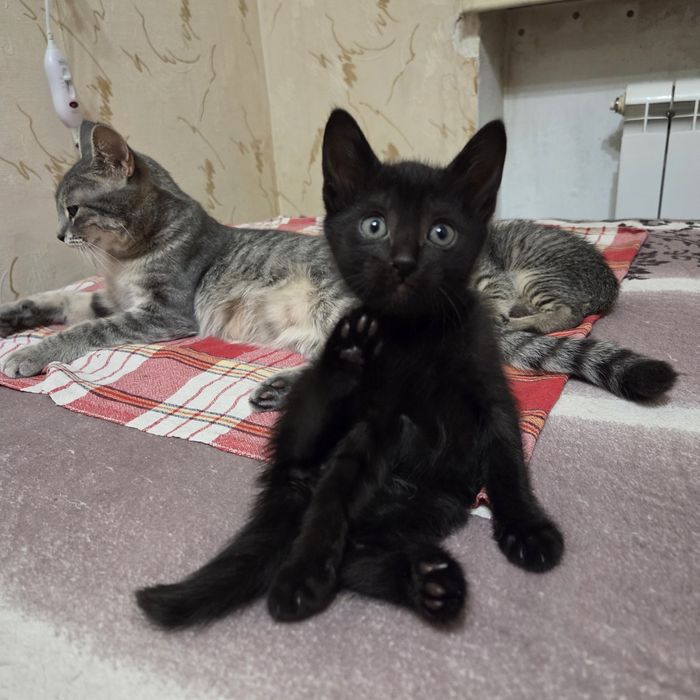 Котёнок, мальчик, 1.5 мес, очень нужен дом и любящий человек
