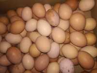Домашні курячі яйця.