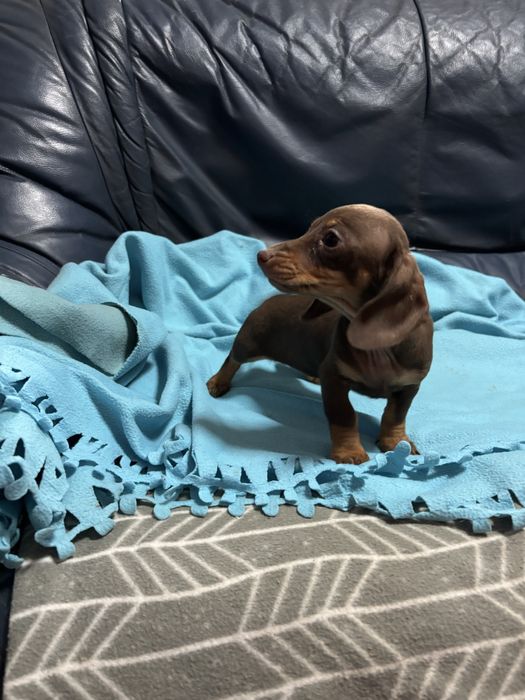 Teckel femea miniatura chocolate