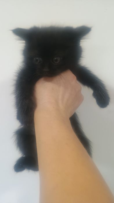 Британские котята