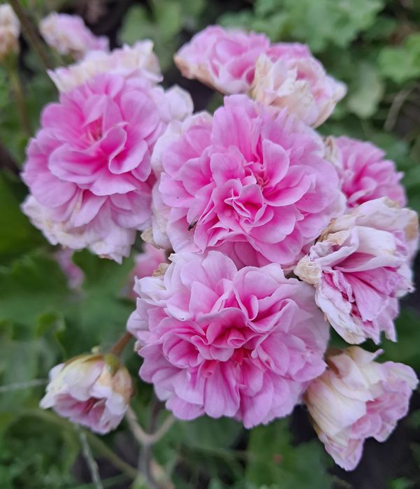 Пеларгонія ЮВ Баронеса