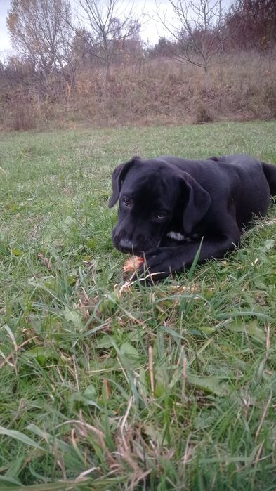 Кане-корсо.девачки .