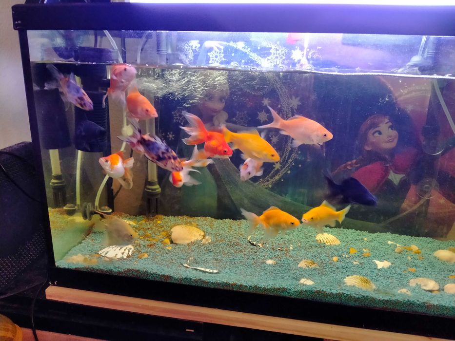 Vendo peixes água fria