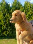 Golden retriever suczka złota