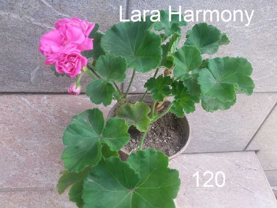 Сортовые пеларгонии