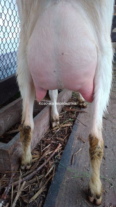 Кози розведення,утримання