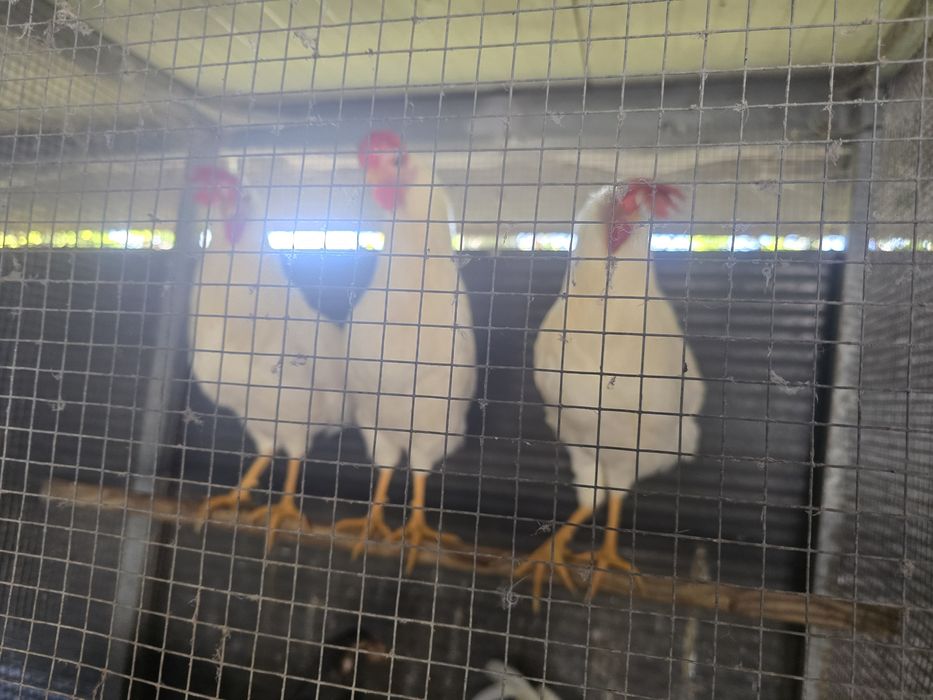 Galos lerghone machos