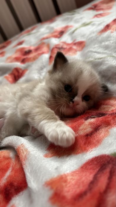 kocięta ragdoll SMK Jedynka/FPL/FIFe