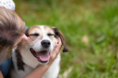 SZIGAR – pies w typie beagla poleca się do adopcji