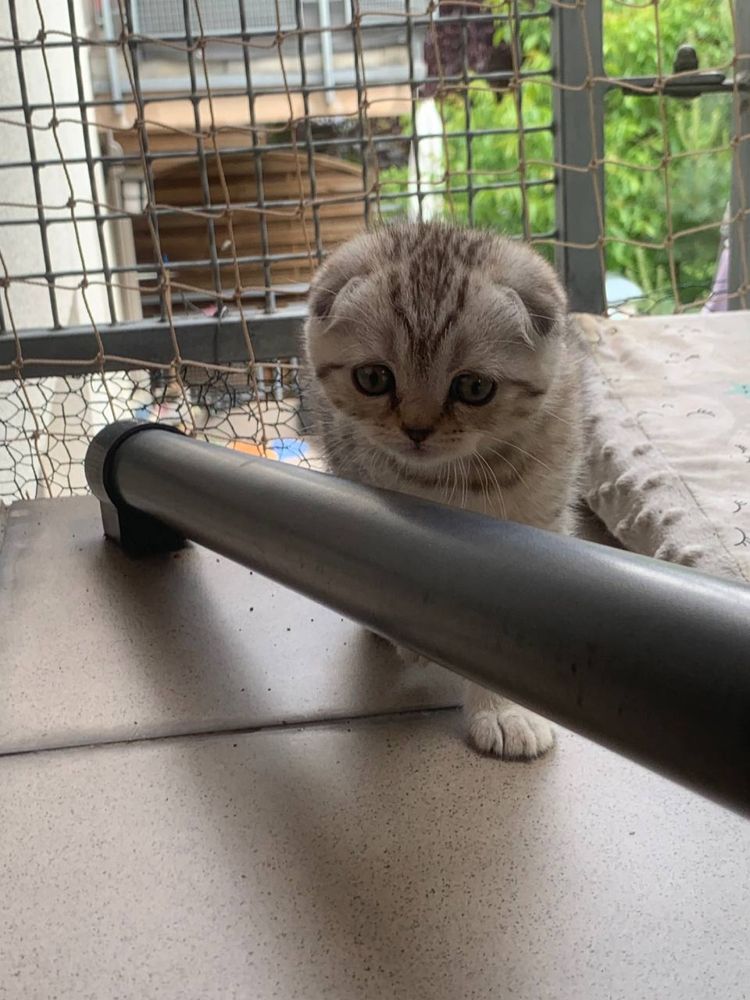 Koteczka Monisia do rezerwacji - Kotka Szkocka Zwisłoucha Tabby < 3