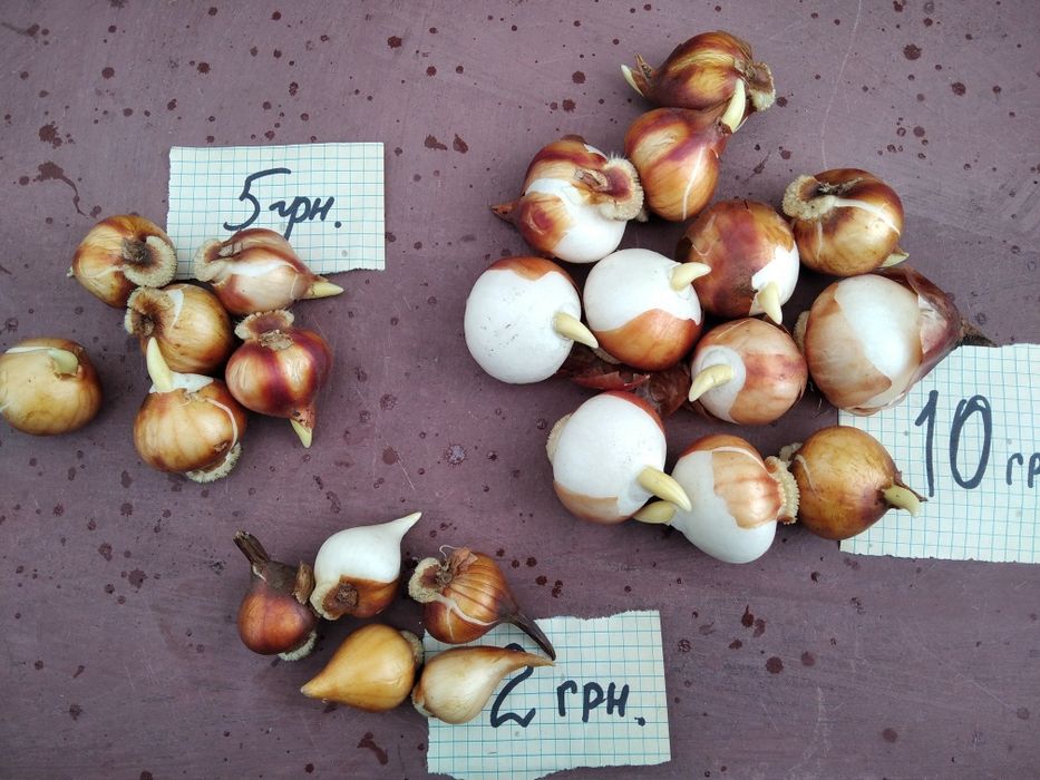 Продам луковицю тюльпана