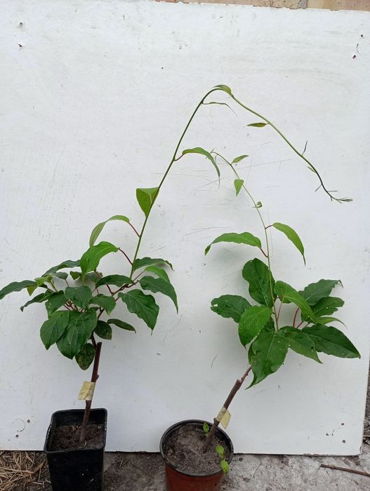 Актинідія Аргута. Ожина.