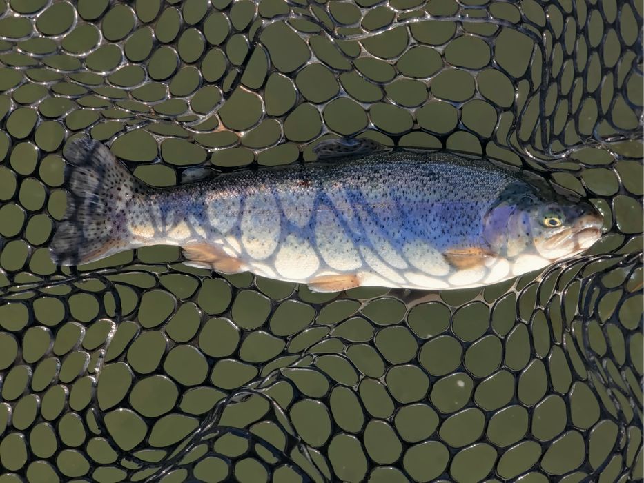 Siatka silikonowa do podbieraka czarna  (Trout area)