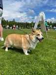 Szczeniak Welsh Corgi Pembroke ZKwP