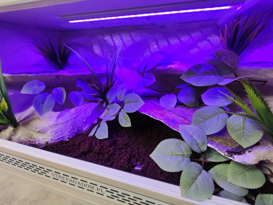 Terrarium tropikalne nr665 80/40/40 dla węża boa pyton NA ZAMÓWIENIE