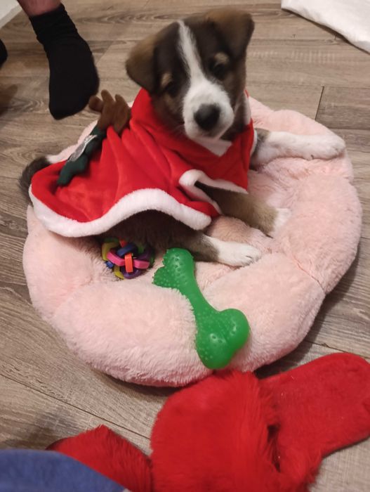 Віддам у добрі руки