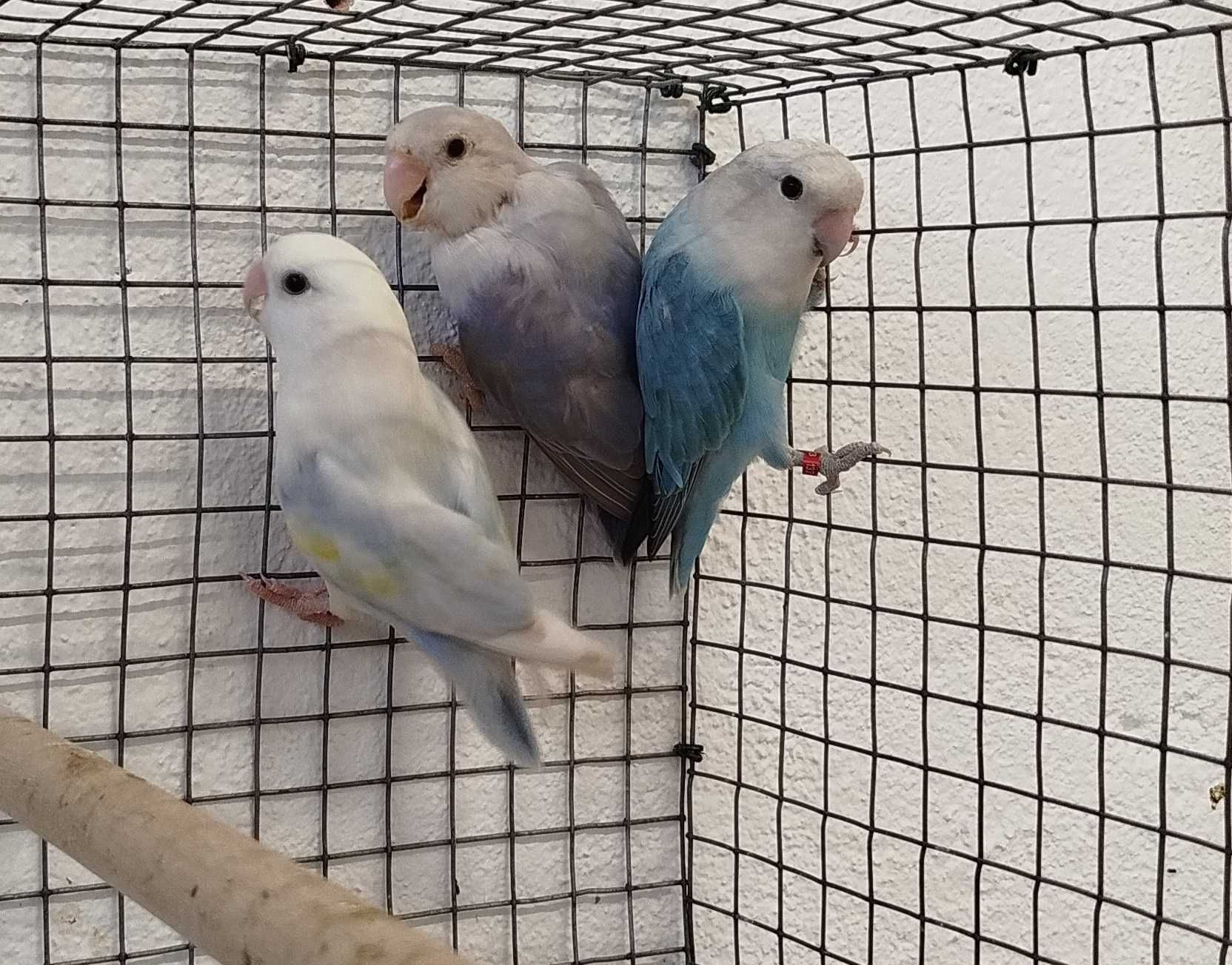 Lote de Aves-Caturras, Roseicollis, Bourkes, Turquoisines, Esplêndidos