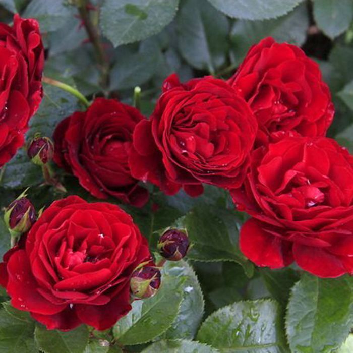 Саджанці бордюрних троянд ОПТ–Роздріб / Саженцы бордюрных роз ОПТ