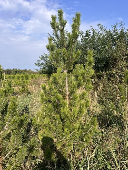 Sosna bosniacka 250 cm