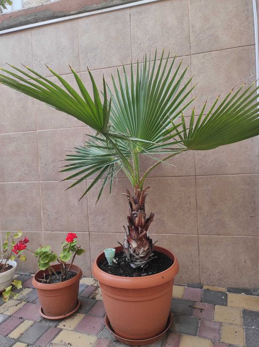 Продам пальму Вашингтонія