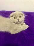 Fêmea Scottish Fold Highland