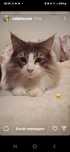 Gatinho bosques da Noruega