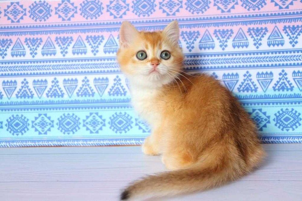 Клубна, британська дівчинка, в золотому окрасі