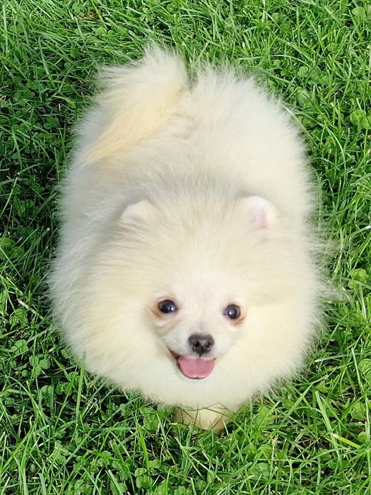 Szpic miniaturowy Pomeranian ZKwP ZKwP.