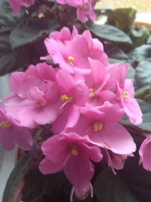 фіалки ,різні ,махрові