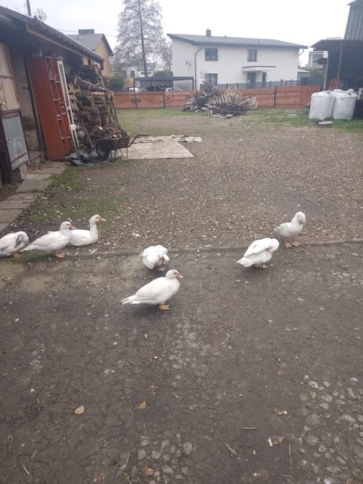 Sprzedam kaczki piżmowe