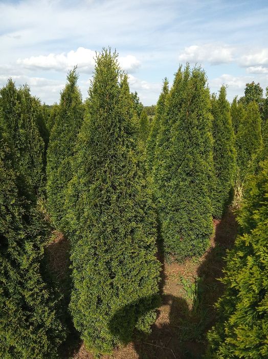 Tuja szmaragd,brabanta do 250cm, gęste, SADZIMY,Świerk serbski,srebrny