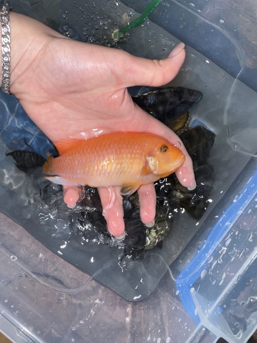 Акваріумні риби цихліди та соми