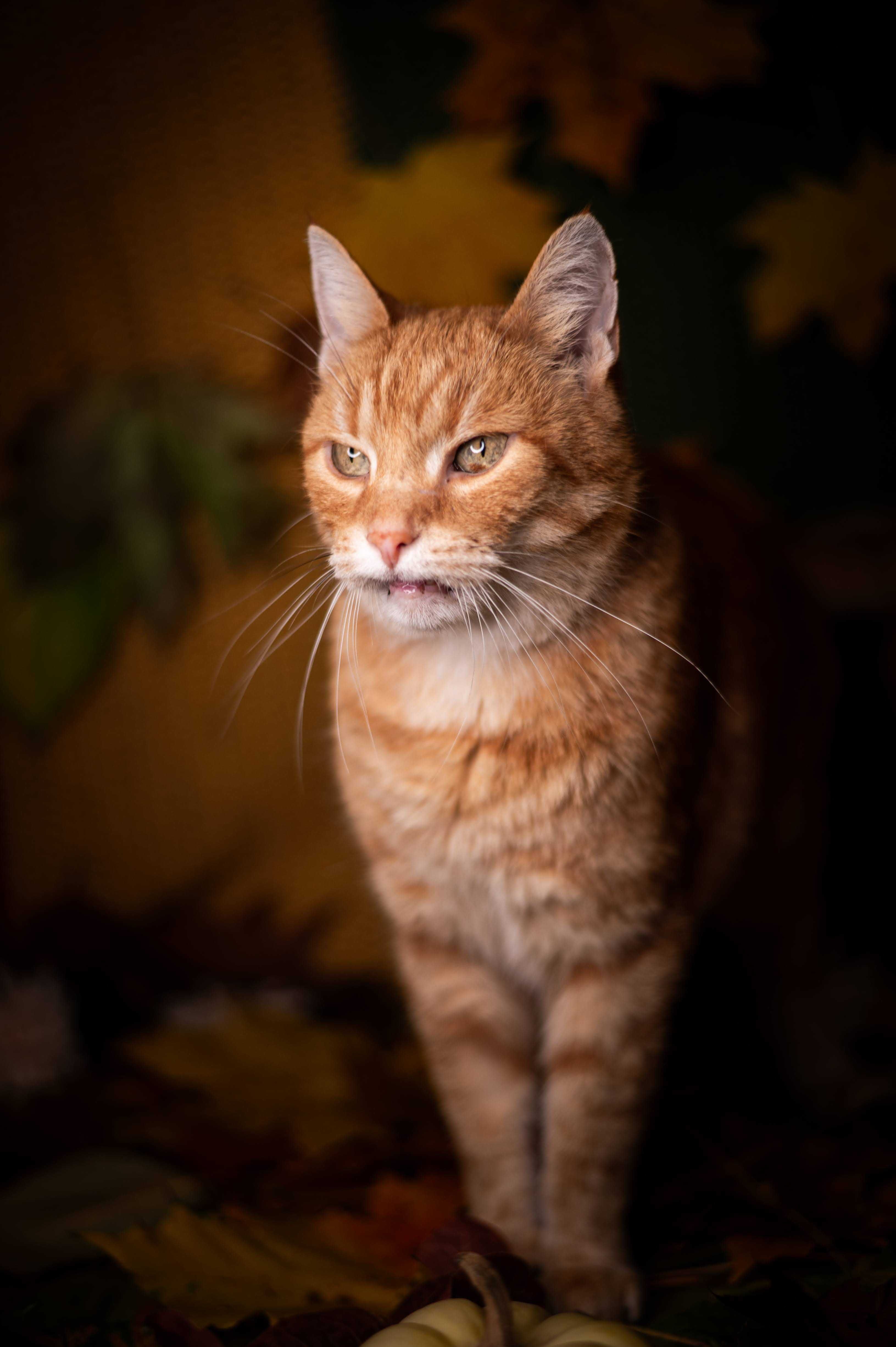 HEKTOR kocur do adopcji