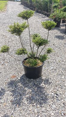 Ostrokrzew Bonsai Niwaki