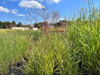 Miskant chiński 'Rotfuchs' (Miscanthus) P13