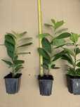 Sadzonka Laurowiśnia Novita Prunus 30-40 cm producent