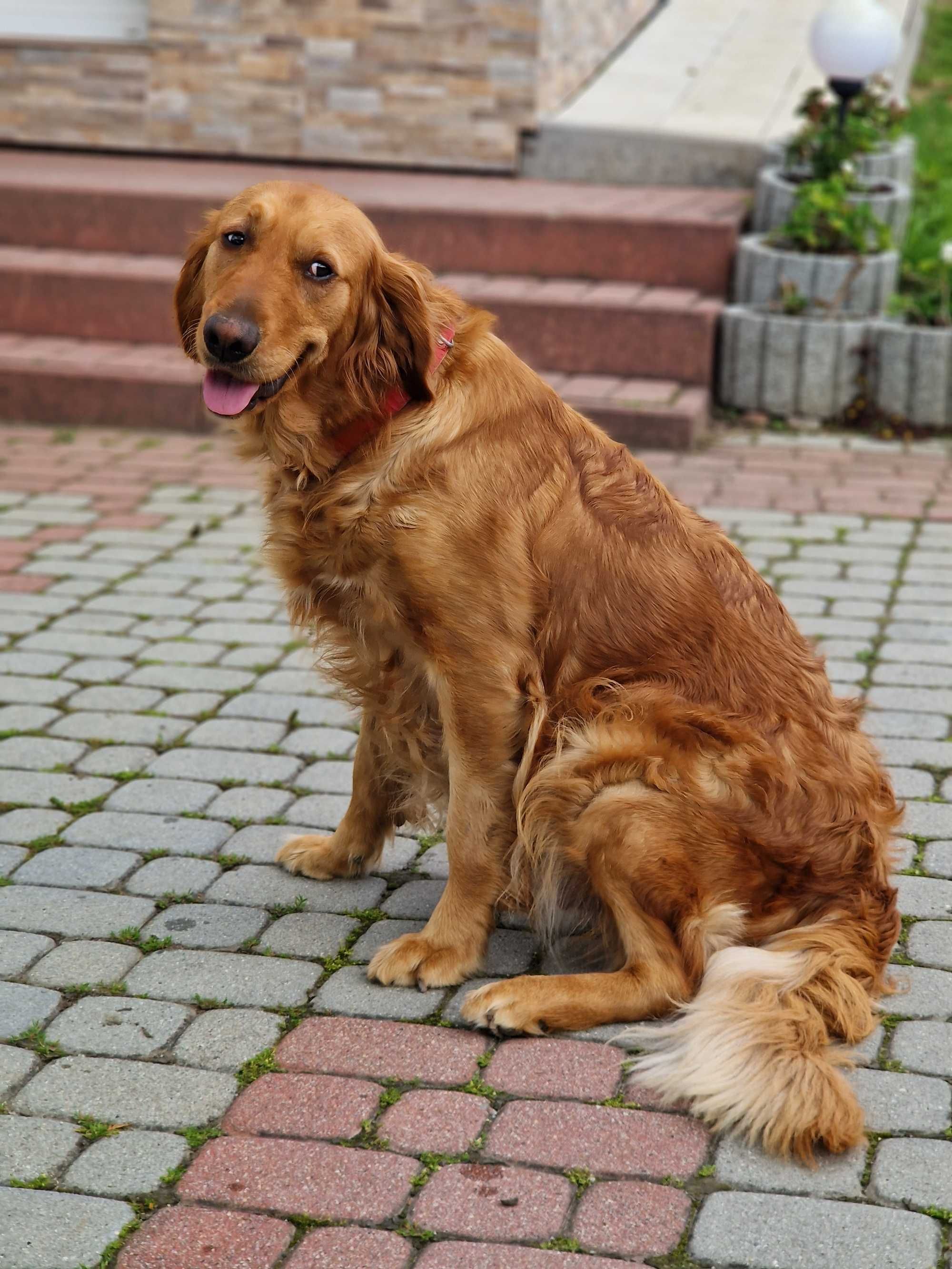 Golden retriever