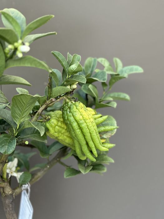 Mão-de-Buda Anã com fruto