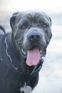 Filip w typie cane corso do adopcji.