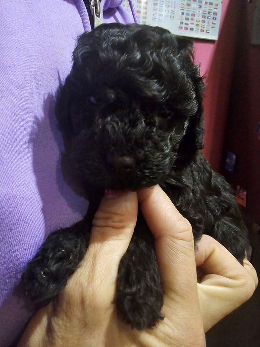 Pudel miniaturowy czarna sunia ZkwP FCI