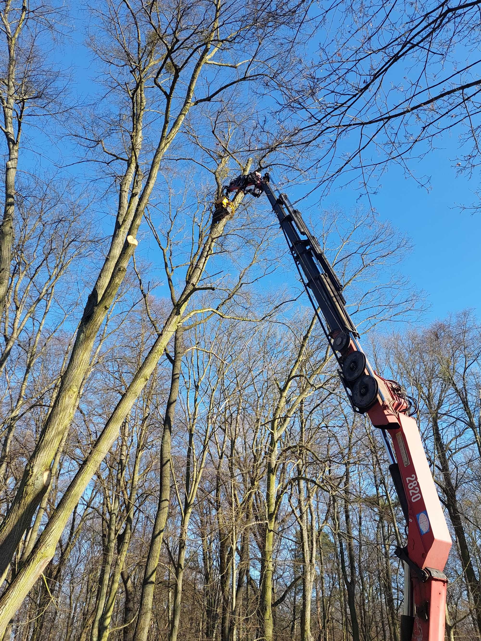 Wycinka drzew przycinanie korony ,ogławianie za pomocą chwytaka z piłą