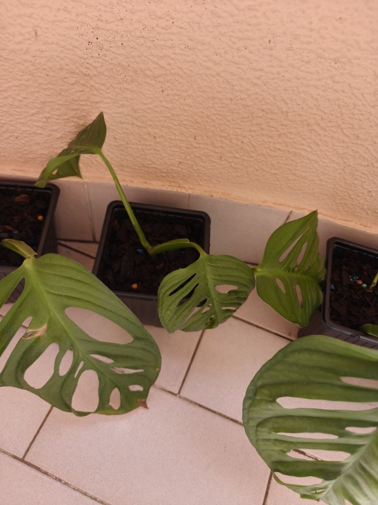 Monstera oblíqua adansonii.