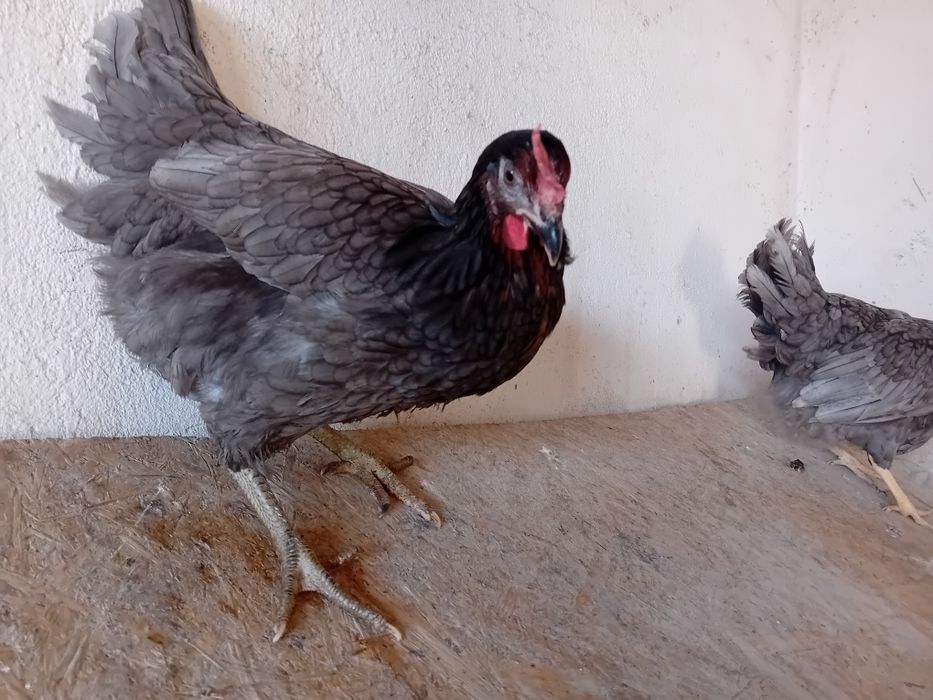 Młode kury nioski, leghorn, sandy, Rossa, greenshell, dominant blue