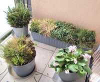 rośliny,trawy,donice zestaw, balkon taras