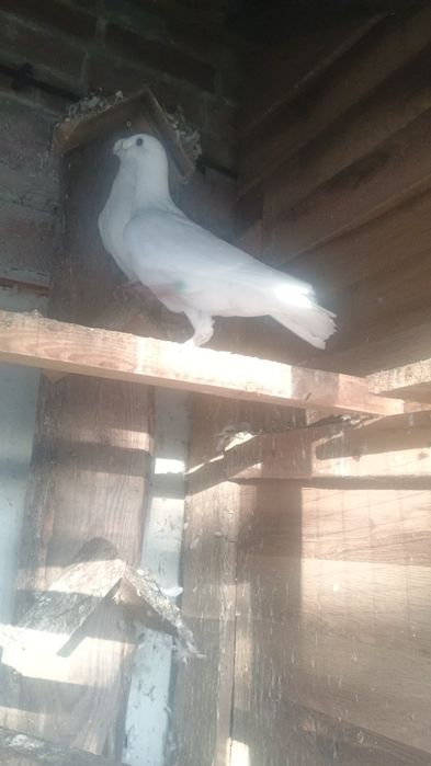 Gołębie orlik belgijski