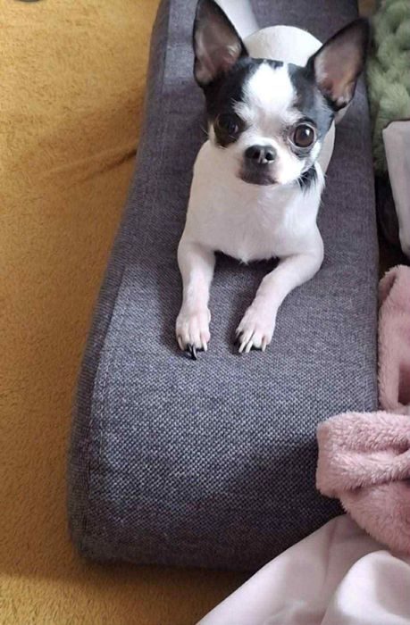Reproduktor chihuahua