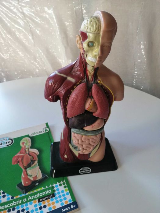 Modelo anatómico Corpo Humano - completo e em óptimo estado
